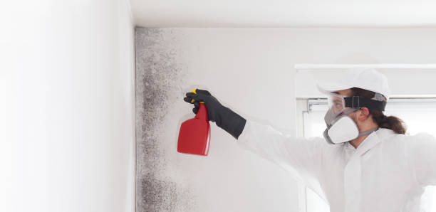 Best Crawl Space Mold Remediation in Lakeview, CA