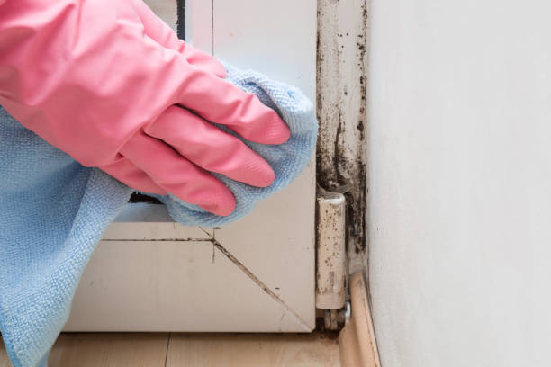 Best Attic Mold Remediation in Lakeview, CA